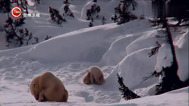 两只小北极熊玩着玩着，就突然打起来了，妈妈晒着太阳也不想管-《贵州台走进自然》