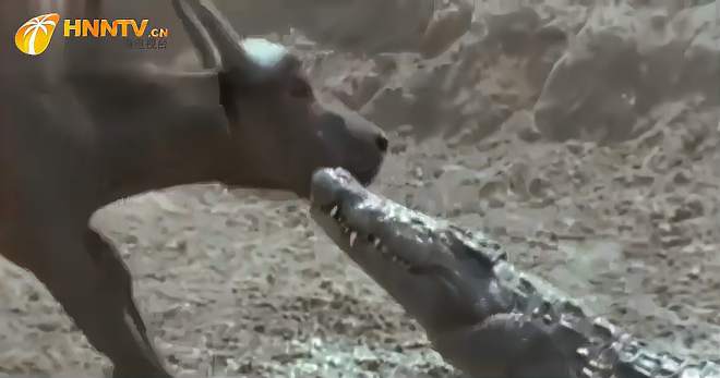 鳄鱼吞食小象，5吨重的大象气的上前营救，一脚踢飞鳄鱼-《潮观大自然》