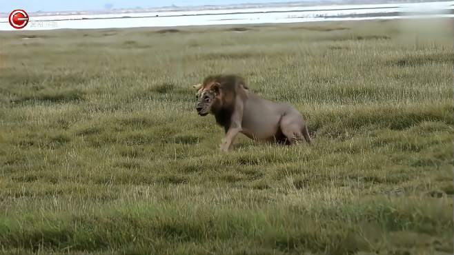 东非目前存活的最老狮王：安博塞利草原独狮王，还挺帅-《贵州台走进自然》