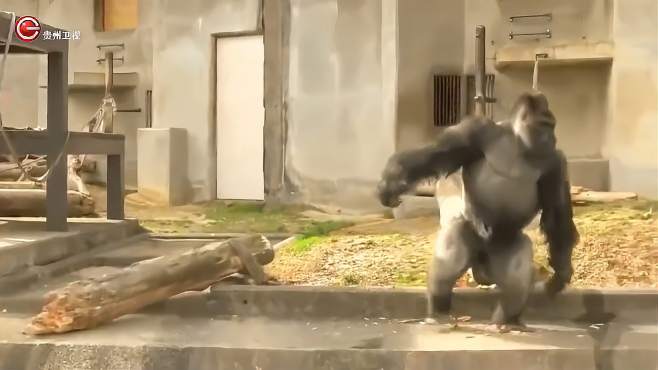 动物园里一只爱耍酷的大猩猩，太有趣了-《贵州台走进自然》