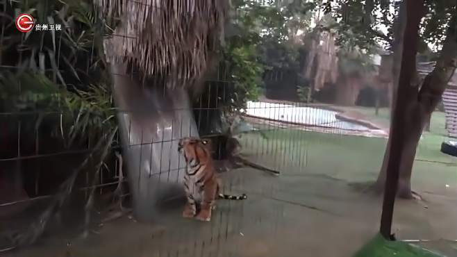 这只老虎看天快要下雨了，跑进家里来避雨，真聪明-《贵州台走进自然》
