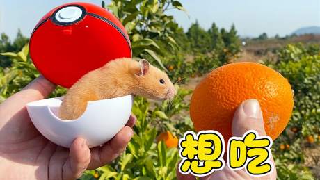 萌宠金大帅仓鼠视频_萌宠金大帅全部视频_广场舞地盘娱乐频道