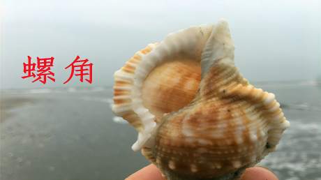 大海刚退潮小泉赶海，遍地都是美味的小海鲜，还有拾不完的贝壳-《渔人小泉》