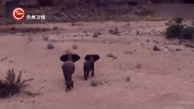 非洲野狗想要捕杀小象，没想到被发现，受到大象的激烈的反击-《贵州台走进自然》