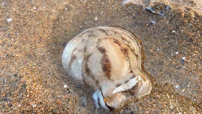 海邊小鬥趕海視頻全集_廣場舞地盤娛樂頻道