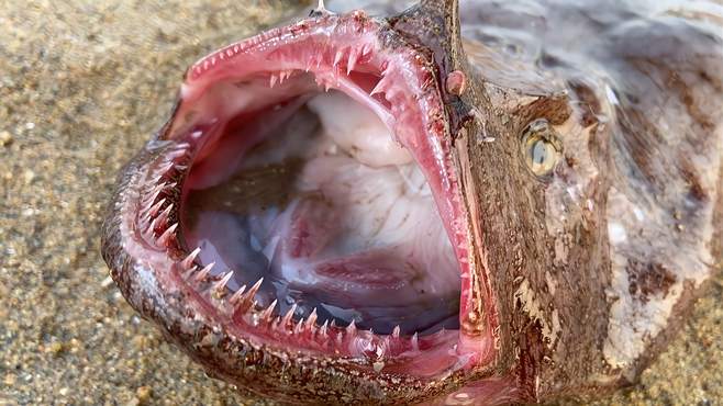 03:55小斗赶海抓到海老鼠,顺着海水又捡到牙齿锋利的灯笼鱼,真过瘾