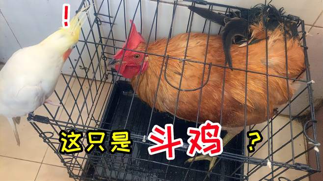 super搞笑开箱视频全集_广场舞地盘娱乐频道