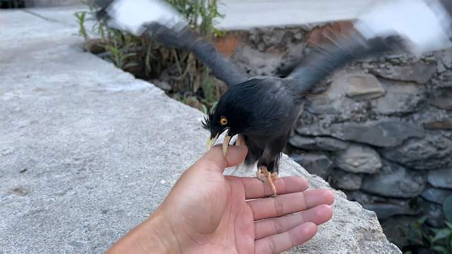 蒙面鸟哥视频全集_蒙面鸟哥养鸟视频大全_广场舞地盘娱乐频道