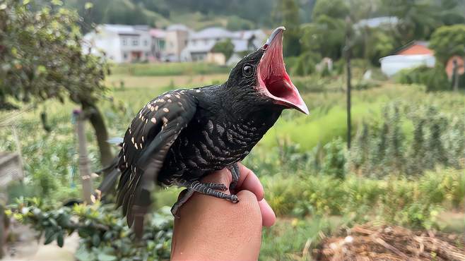 蒙面鸟哥视频全集_蒙面鸟哥养鸟视频大全_广场舞地盘娱乐频道